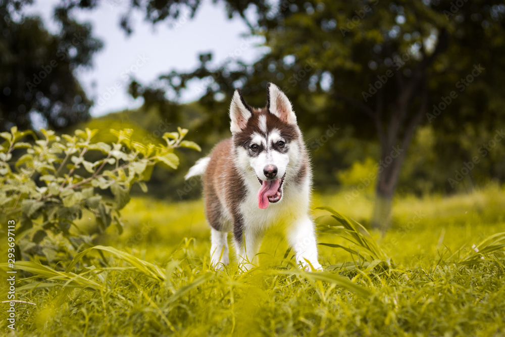 Siberian husky