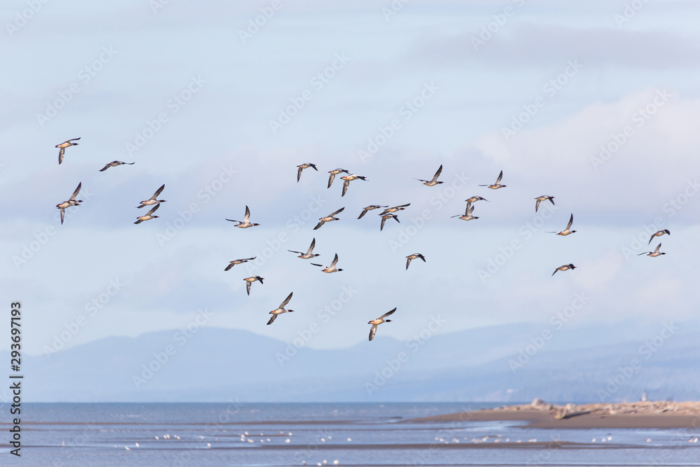 Obraz premium Common merganser