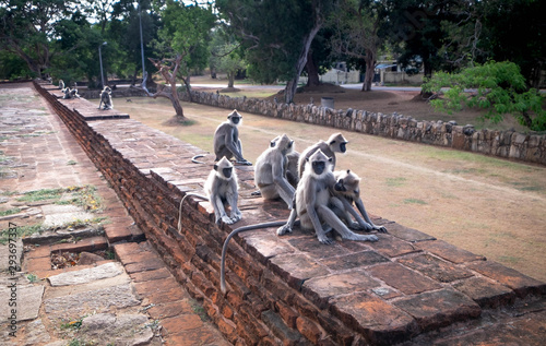 Gray langur family, the type of monkeys sitting on the stone ground against red bricks