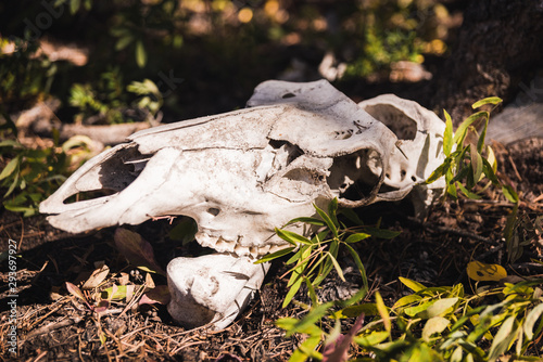 An animal skull on the ground in the forest