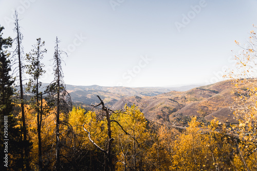 Landscape view of the mountains covered in fall foliage in Vail  Colorado. 