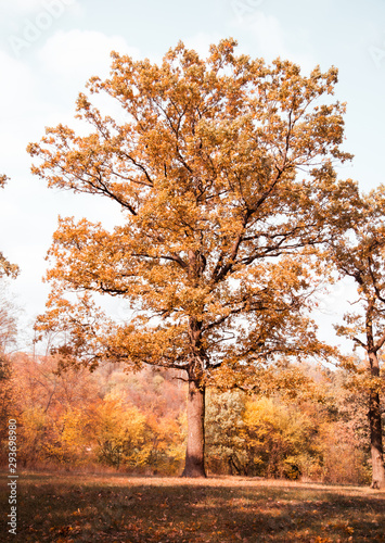 lonely oak tree on a meadow in autumn Sunny oak forest