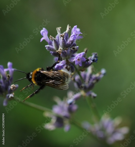 Fleißige Hummel