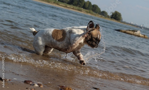 Französische Bulldogge am plantschen
