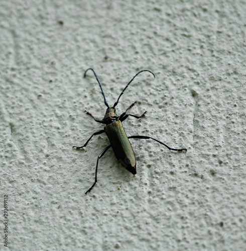 Metallic Käfer
