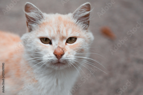 White and orange cat looking at camera. Portrait of white and orange cat looking at camera, cute pet at home