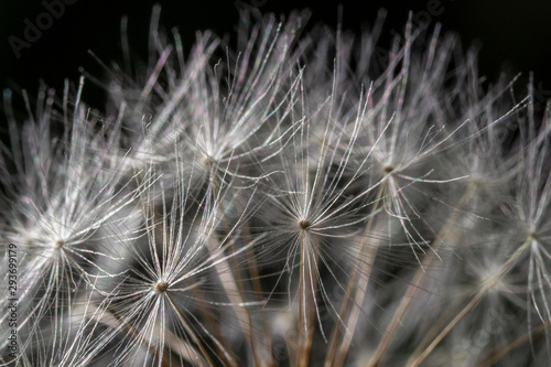 dandelion on black background