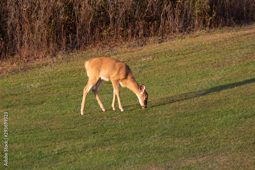 Deer at feeding time