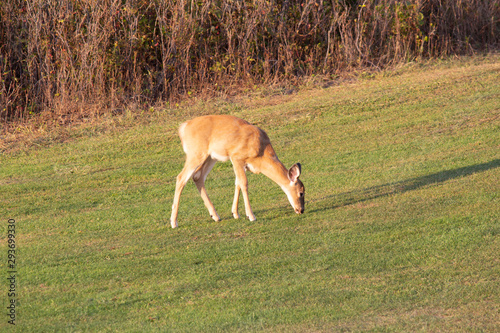 Fototapeta Naklejka Na Ścianę i Meble -  Deer at feeding time