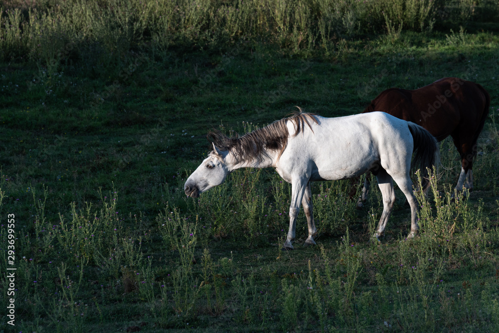 Obraz premium Sunlit white horse grazing on thistles in a pasture, Eastern Washington State
