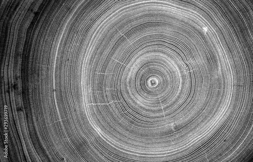 Detailed macro view of felled tree trunk or stump. Black and white organic texture of tree rings with close up of end grain.