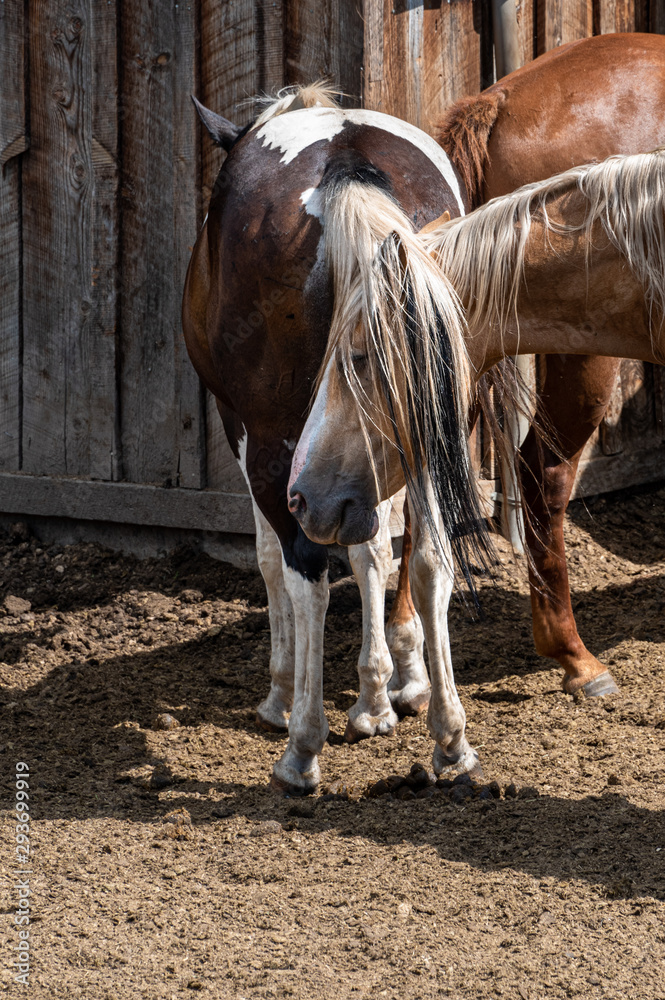 Funny portrait of a palomino horst with head under a paint colored horses’ tail Funny portrait of a palomino horst with head under a paint colored horses’ tail