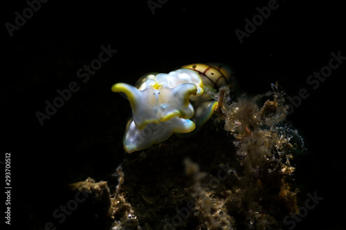 A beautiful shot of a Miniature Melo or bubble snail with black background © Timothy