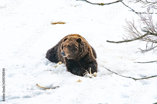 Slika na platnu Grizzly Bear Chewing on a Bone in the snow