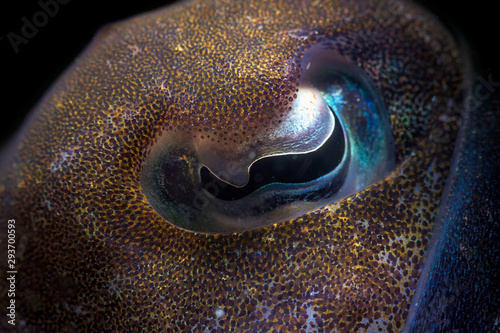 A beautiful shot of a Miniature Melo or bubble snail with black background