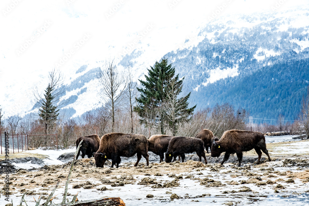 Bison in the snow in Alaska Bison in the snow in Alaska