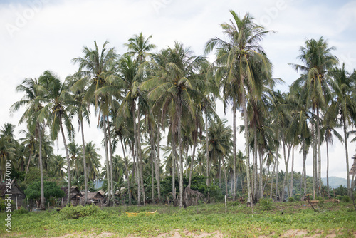 Tropical agriculture crop Coconut palms in a commercial plantation field line grove hold some young  unripen fruit grown for oil fruit and husk coir