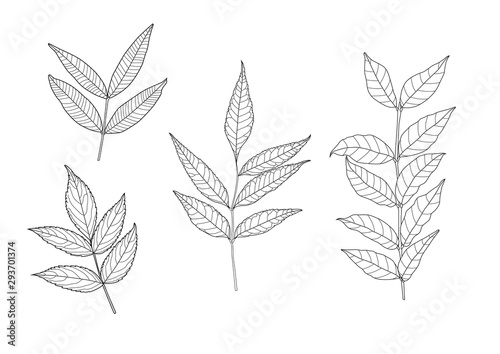 Leaves line single leaf and leaf pattern black Bring to color decorate on white background illustration  vector © nantana