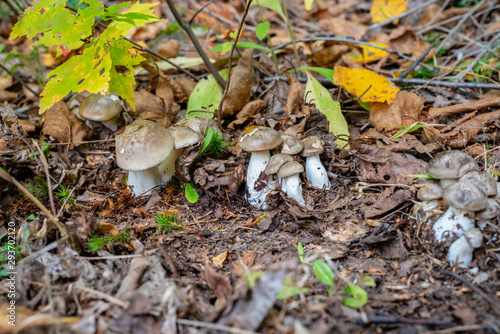 Different types of mushrooms in the forest