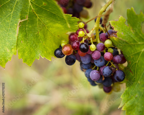 Grapes on display in a vineyard