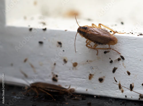 A lot of cockroaches are sitting on a white wooden shelf.The German cockroach (Blattella germanica). Cockroach Infestation