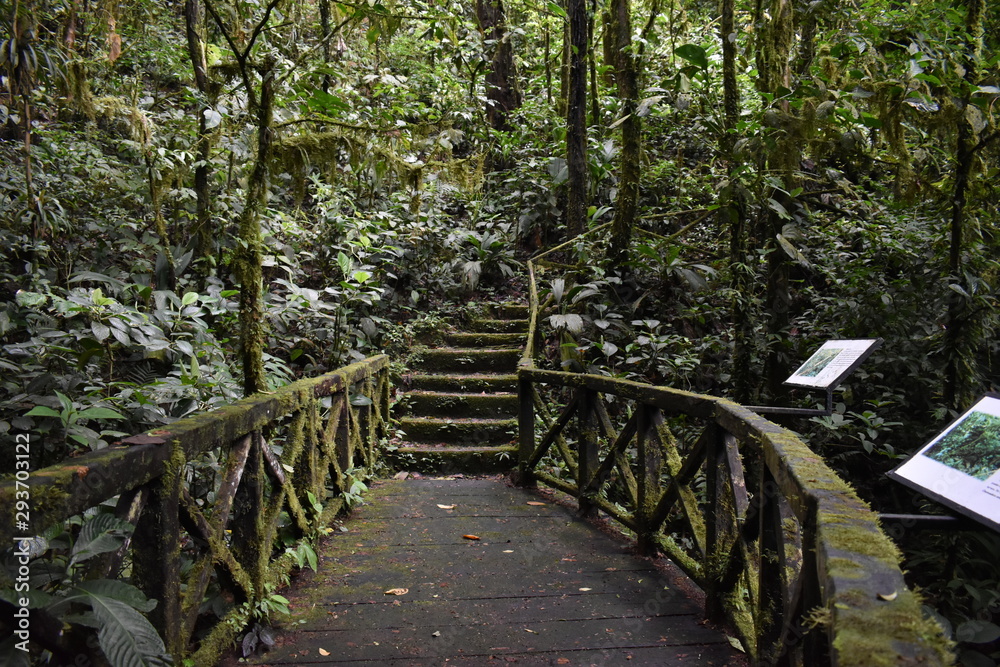 wooden bridge in forest wooden bridge in forest