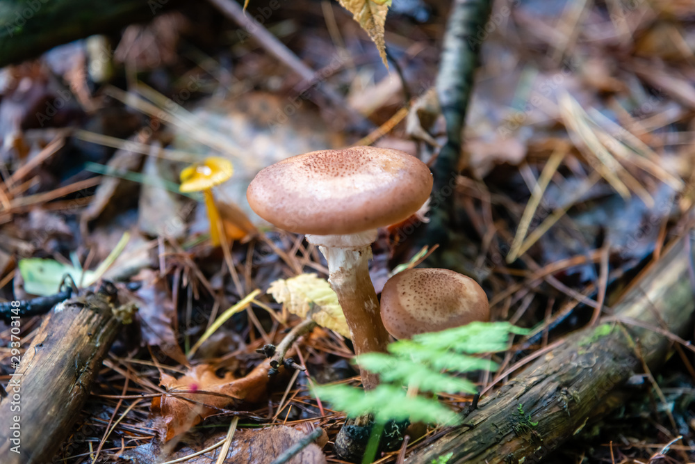 Honey mushrooms in the forest Honey mushrooms in the forest