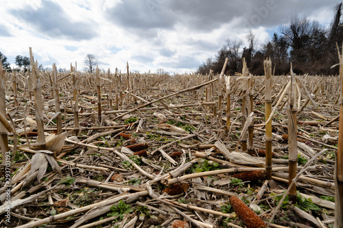 cut corn rows in field