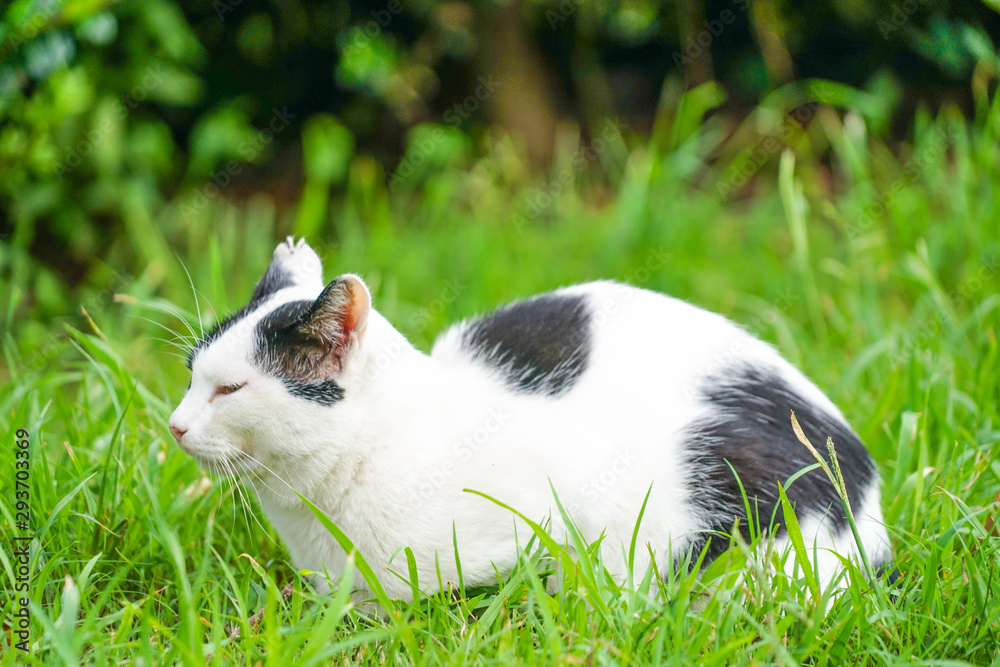 草原に佇む三毛猫 草原に佇む三毛猫