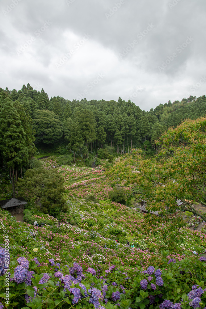Obraz premium 服部農園あじさい屋敷