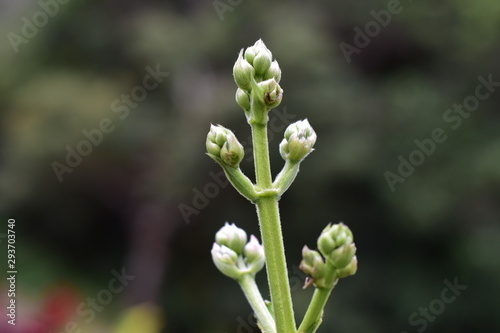 lily of the valley