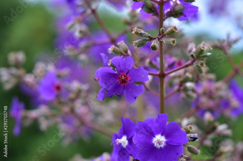 purple flowers in garden