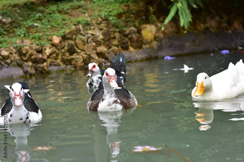 ducks in pond