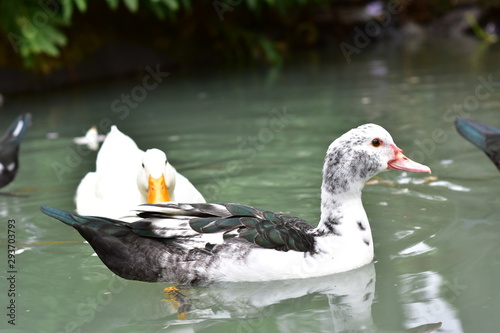 duck in water
