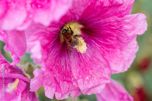 photos from the life of a bumblebee on a pink flower