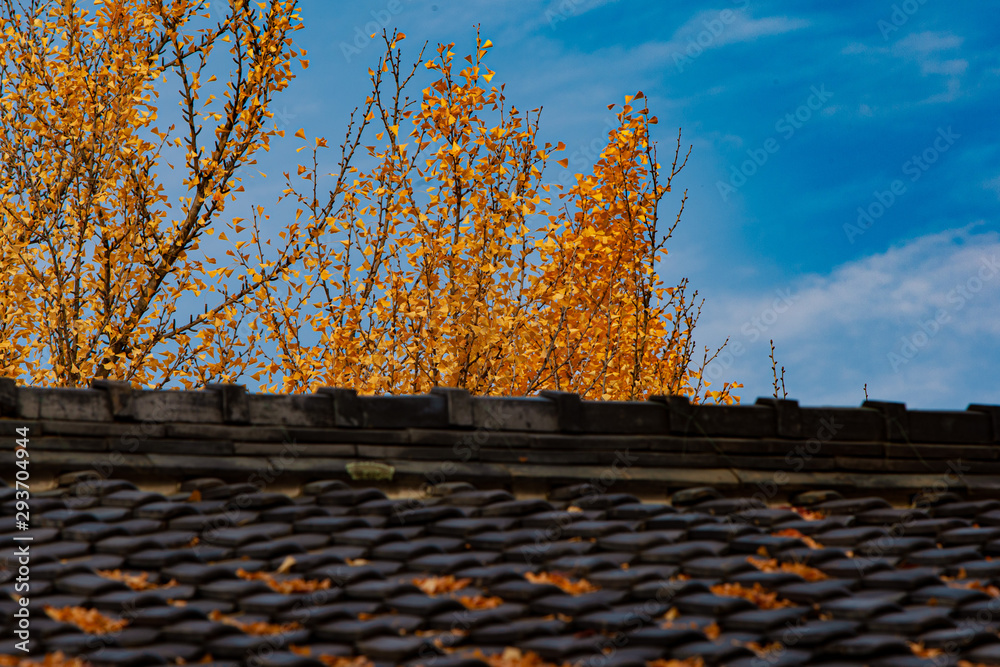 瓦屋根に落ちた紅葉した落葉樹の葉 Stock Photo Adobe Stock