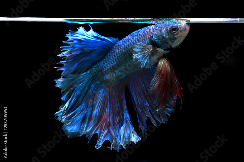 Close up of Half-Moon fighting fish or Siamese fighting fish in movement isolated on black background.