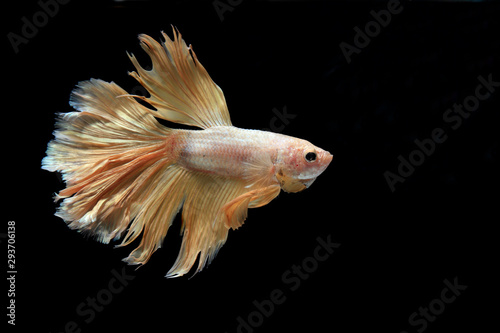 Close up of Half-Moon fighting fish or Siamese fighting fish in movement isolated on black background.