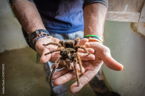 Man holding big spider