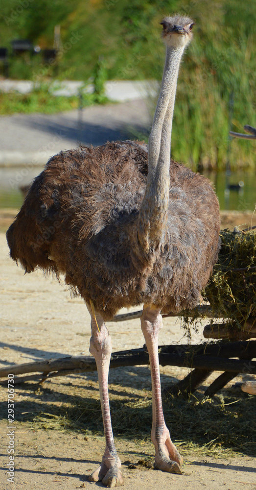 Struts Bird The Ostrich is one or two species of large flightless birds native to ...