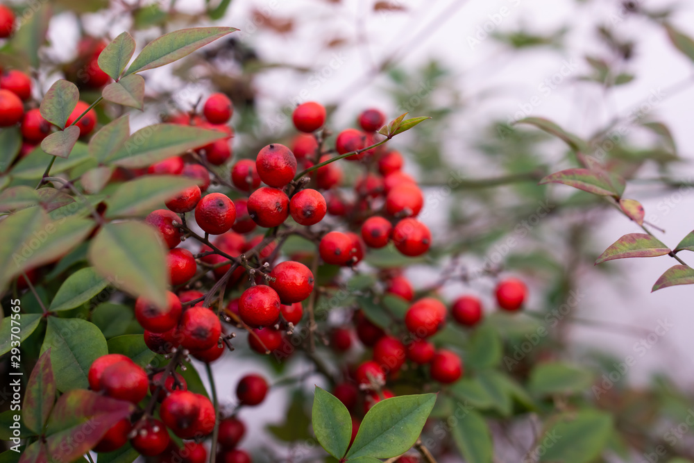 red berries of viburnum on a branch