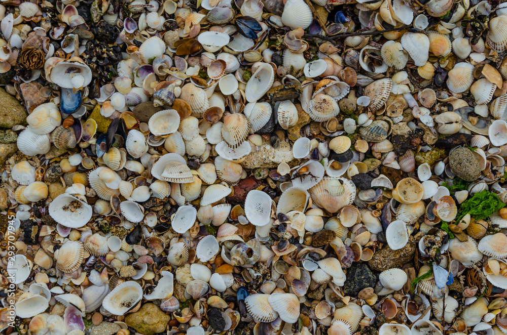 Many shells on the beach near the sea in the summer. Many shells on the beach near the sea in the summer.