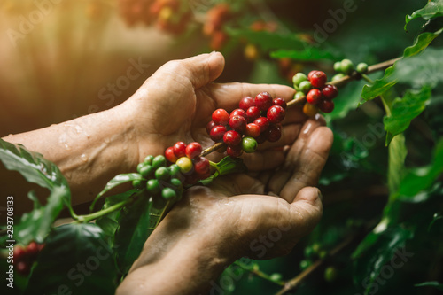 [coffee berries] Close-up arabica coffee berries with agriculturist hands © tong2530