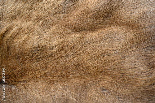 Wallpaper Mural The wool patterns of the reindeer are brown. Torontodigital.ca