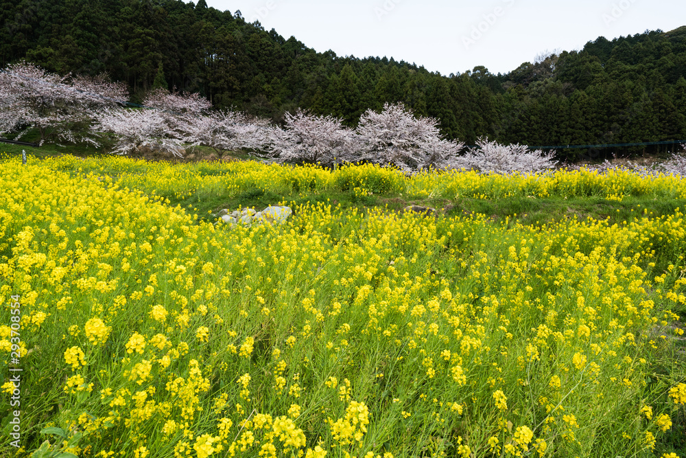 Obraz premium 桜と菜の花