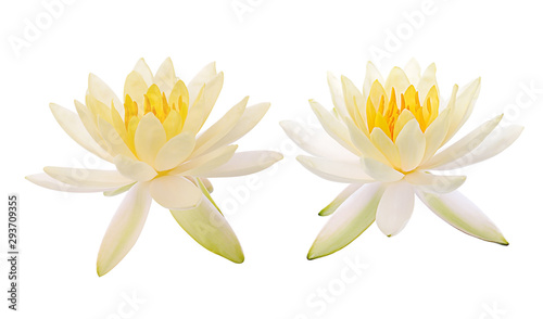 Lotus flower and Lotus flower plants isolated on white