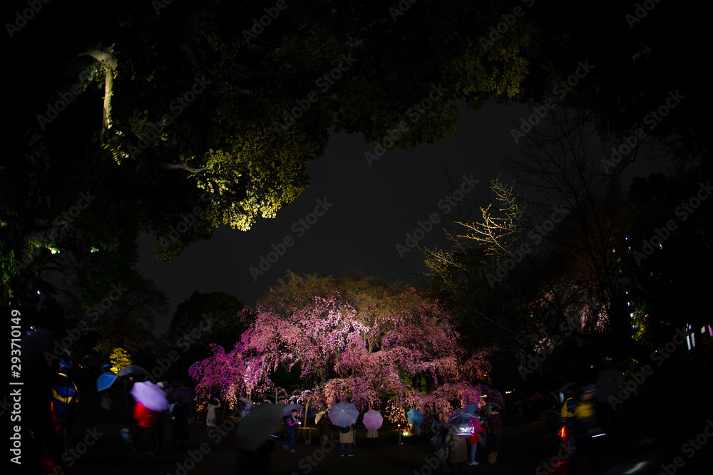 Fototapeta premium 六義園の満開の枝垂れ桜