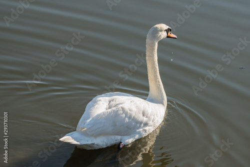 Fototapeta Naklejka Na Ścianę i Meble -  白鳥