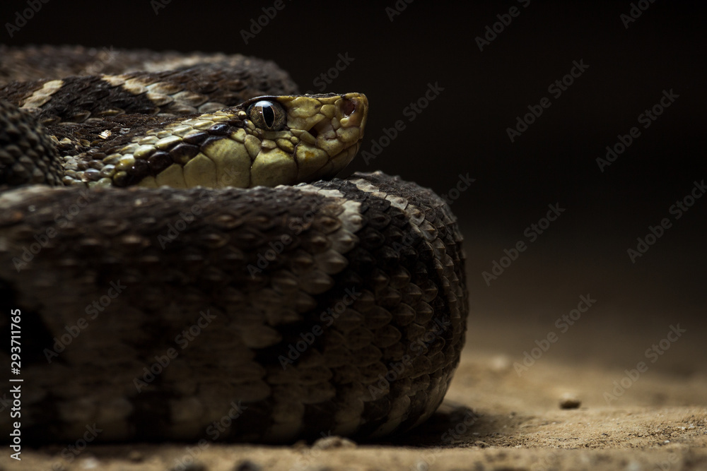 Obraz premium Talla X