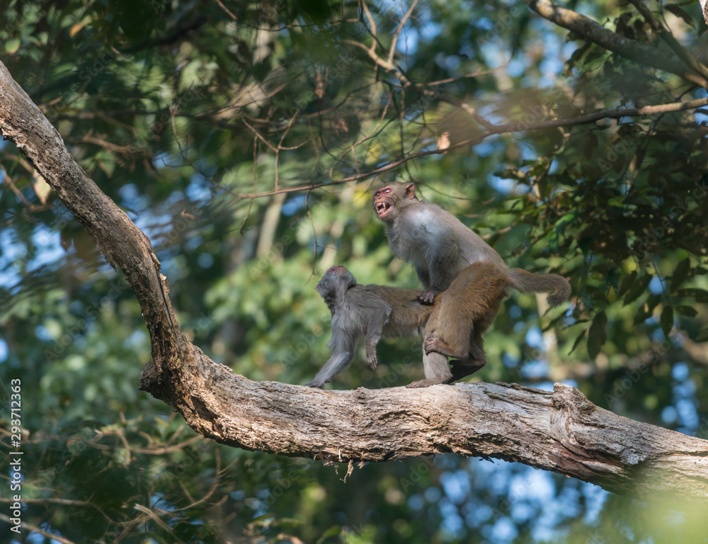Fototapeta premium Macaques mating on a tree bark at Gibbon National Park,Assam,India